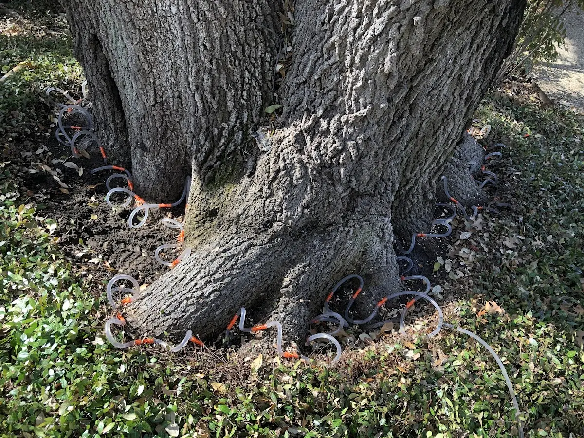 Detailed Tree Cabling and Bracing job site in Forest