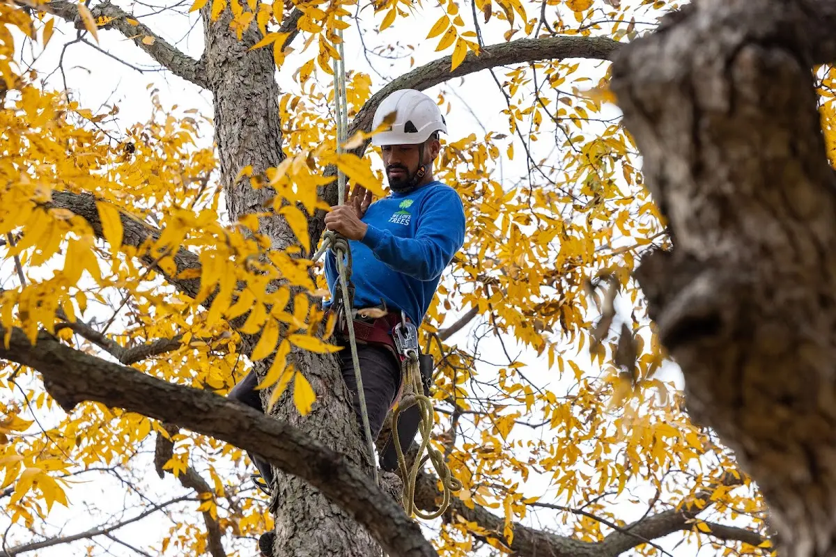 Skilled Storm Damage Cleanup crew working in Forest